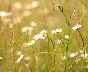 Fondo de pantalla Flowers In The Meadow 176x144