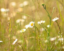 Fondo de pantalla Flowers In The Meadow 220x176