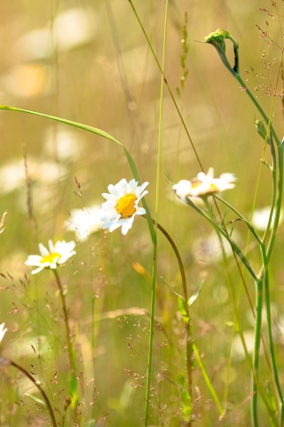 Screenshot №1 pro téma Flowers In The Meadow 320x480