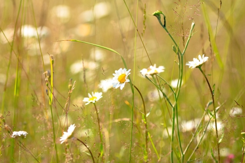 Fondo de pantalla Flowers In The Meadow 480x320