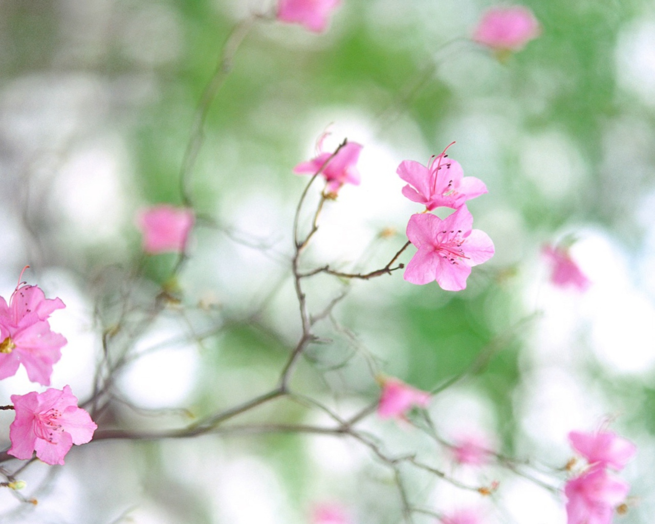Spring Flowers screenshot #1 1280x1024