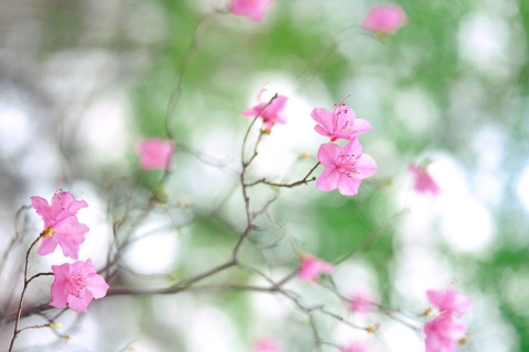 Spring Flowers screenshot #1 480x320