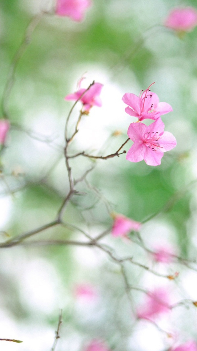 Sfondi Spring Flowers 640x1136