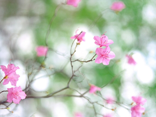 Spring Flowers screenshot #1 640x480