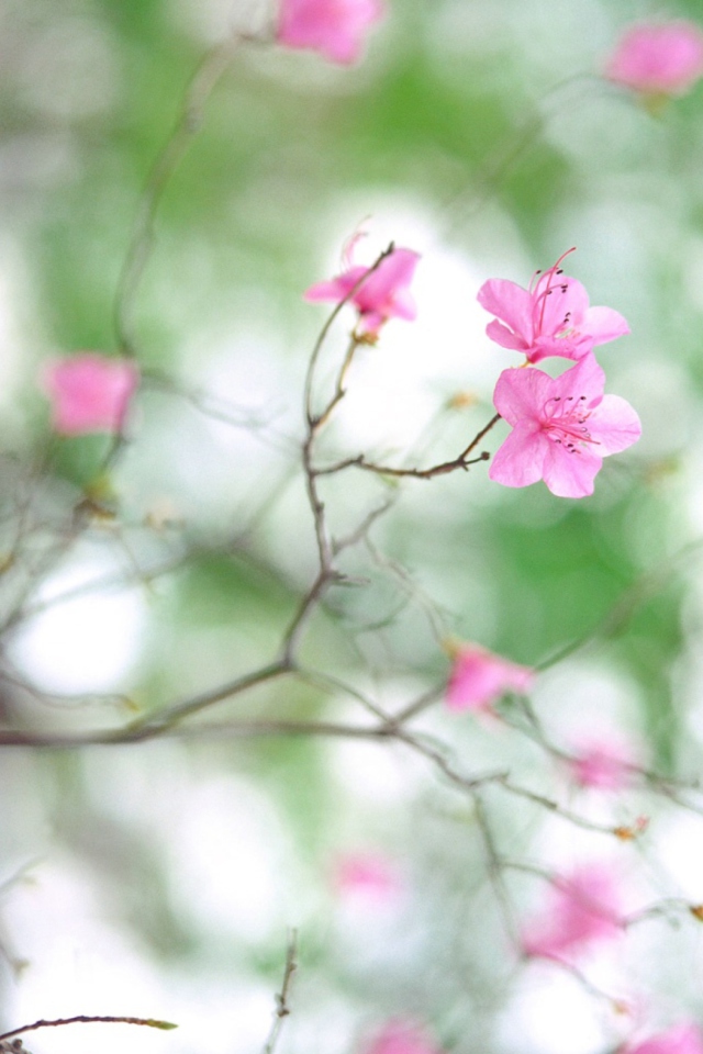 Screenshot №1 pro téma Spring Flowers 640x960