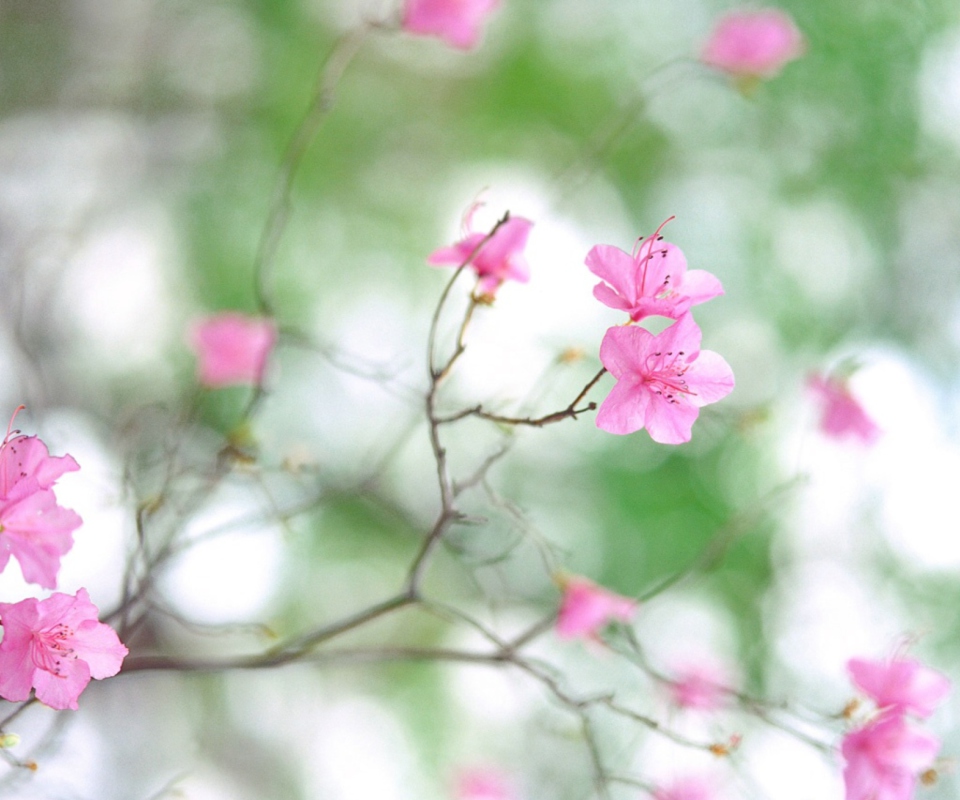 Spring Flowers screenshot #1 960x800