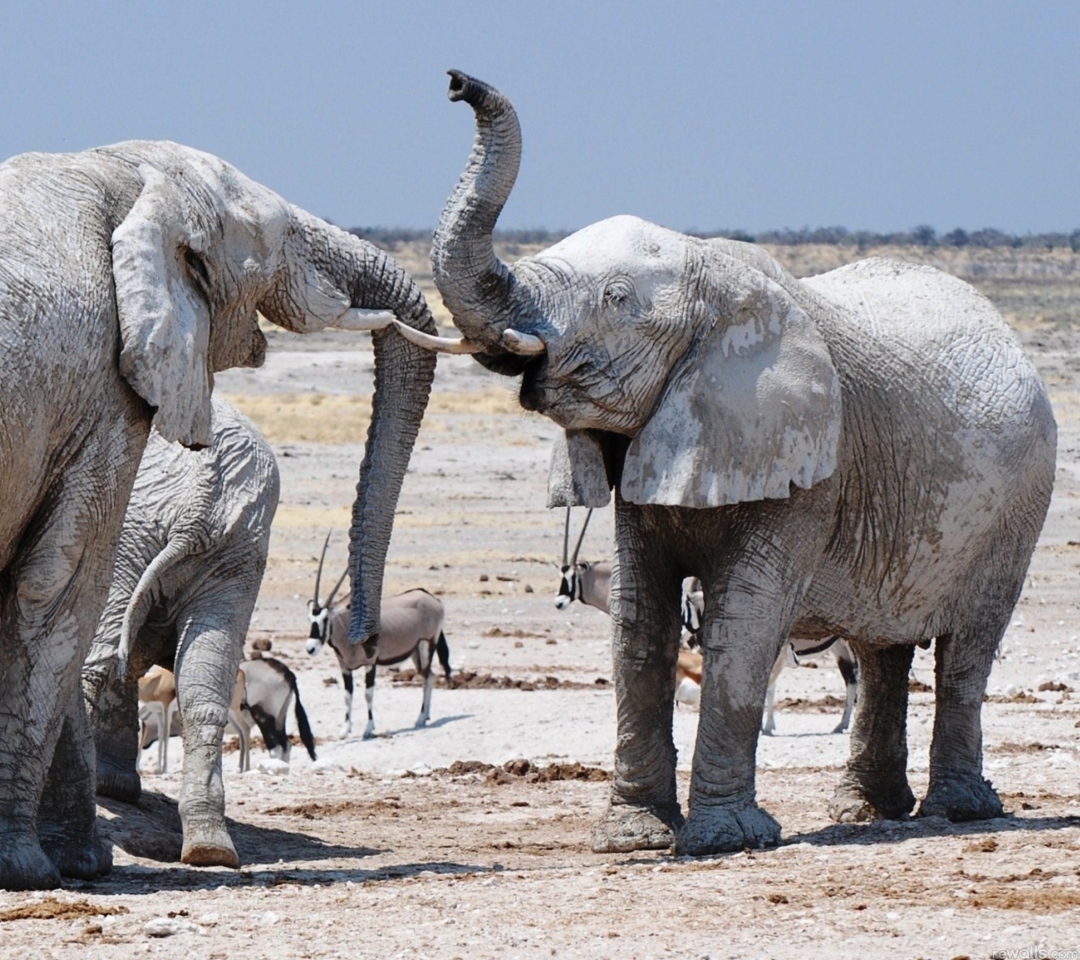 Sfondi Elephants 1080x960