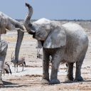 Sfondi Elephants 128x128
