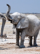 Обои Elephants 132x176