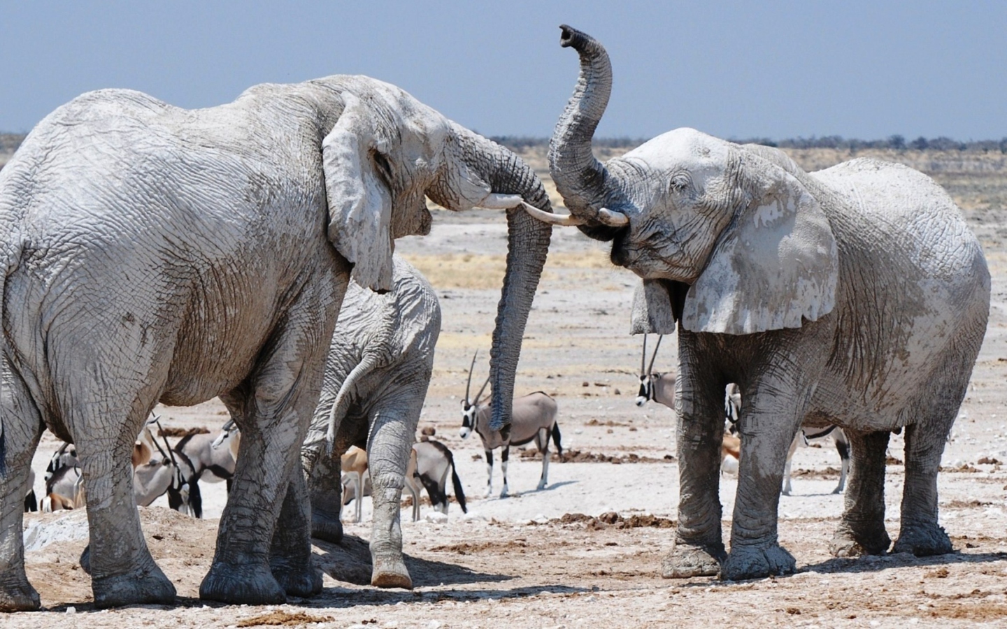 Sfondi Elephants 1440x900