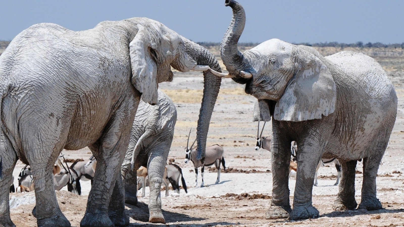Sfondi Elephants 1600x900