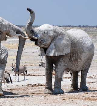 Elephants sfondi gratuiti per 1024x1024