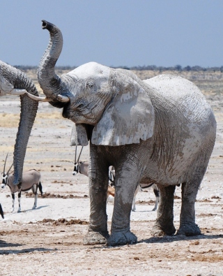 Elephants sfondi gratuiti per Nokia Lumia 928
