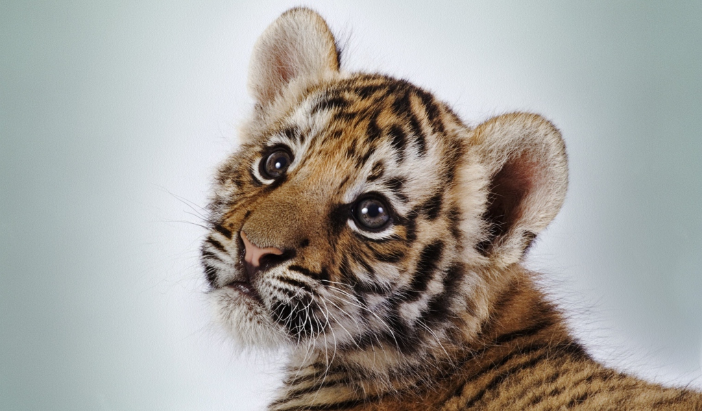 Das Cute Tiger Wallpaper 1024x600