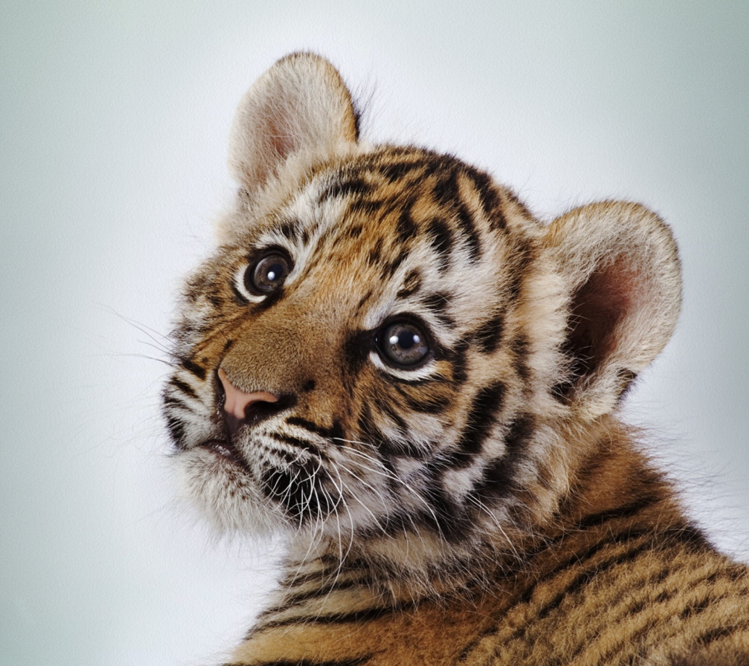 Das Cute Tiger Wallpaper 1080x960