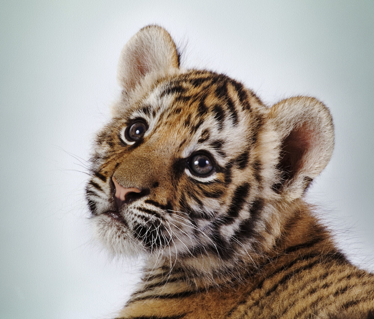 Das Cute Tiger Wallpaper 1200x1024
