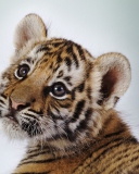 Das Cute Tiger Wallpaper 128x160