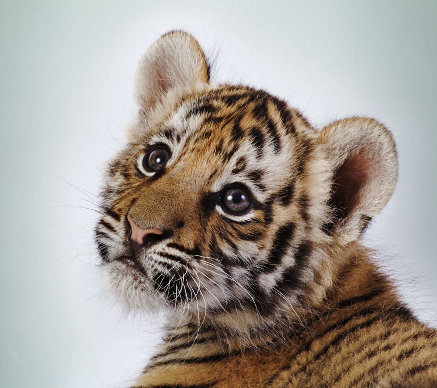 Cute Tiger wallpaper 1440x1280