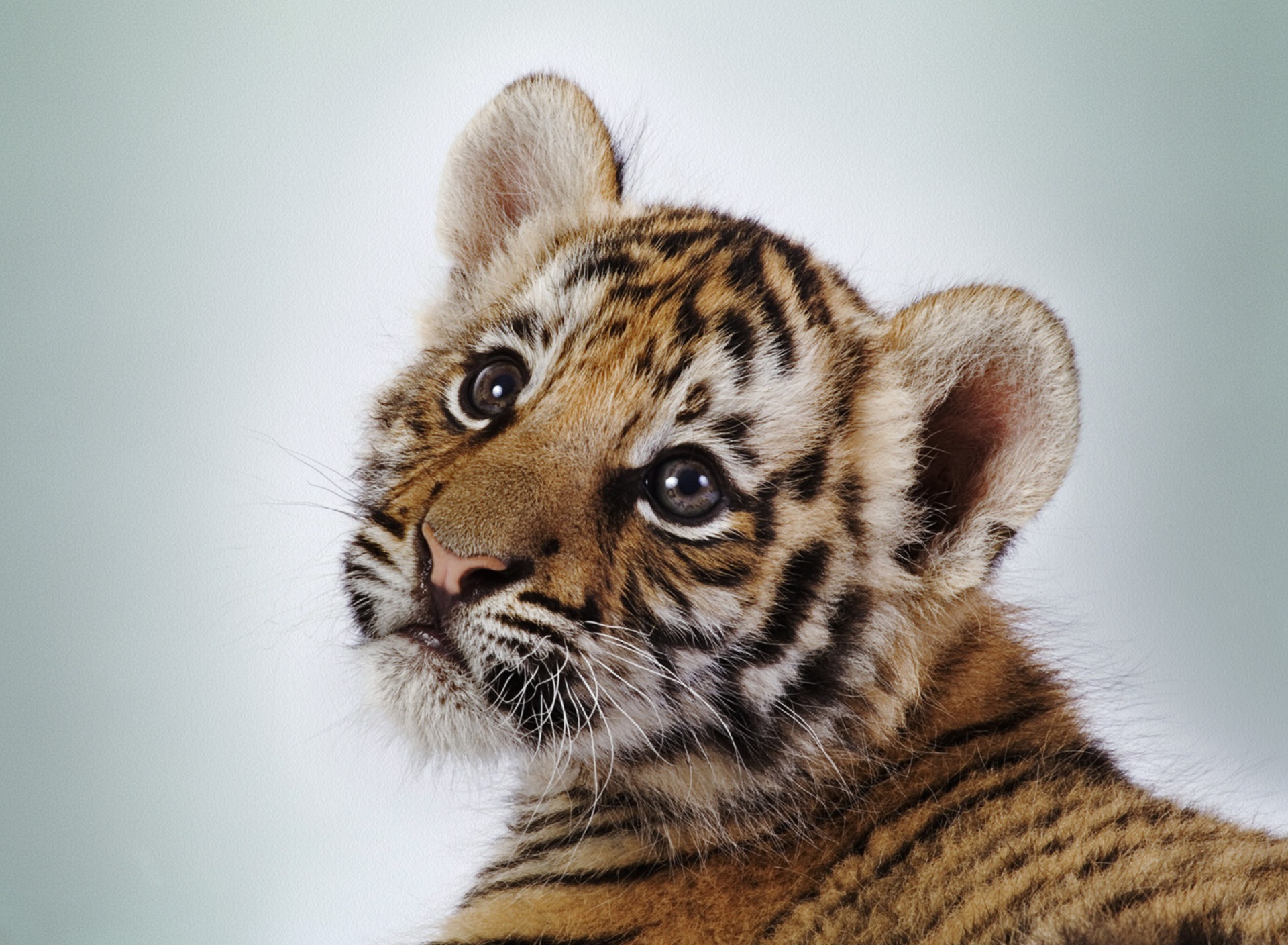 Sfondi Cute Tiger 1920x1408