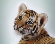 Fondo de pantalla Cute Tiger 220x176
