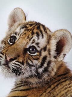 Das Cute Tiger Wallpaper 240x320