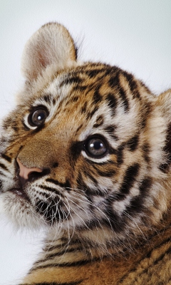 Fondo de pantalla Cute Tiger 240x400