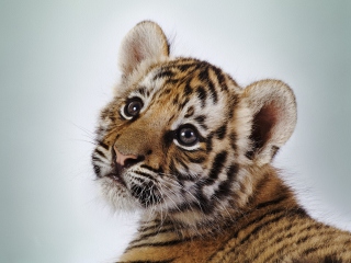 Das Cute Tiger Wallpaper 320x240