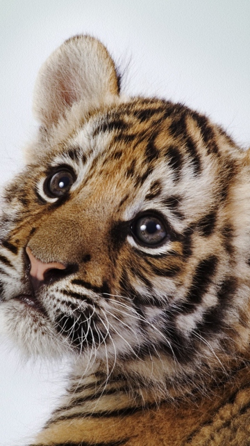 Screenshot №1 pro téma Cute Tiger 360x640