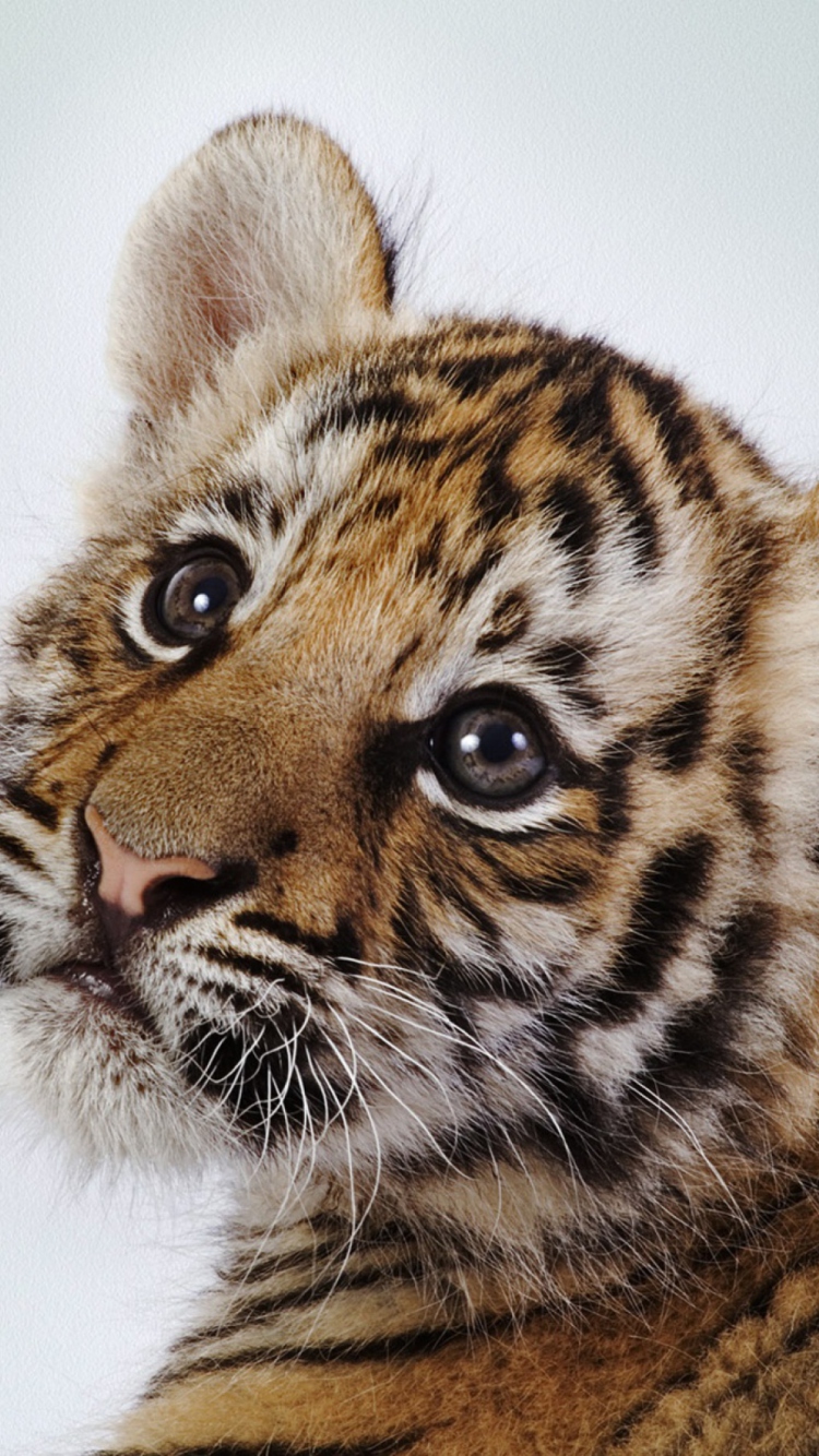 Das Cute Tiger Wallpaper 750x1334