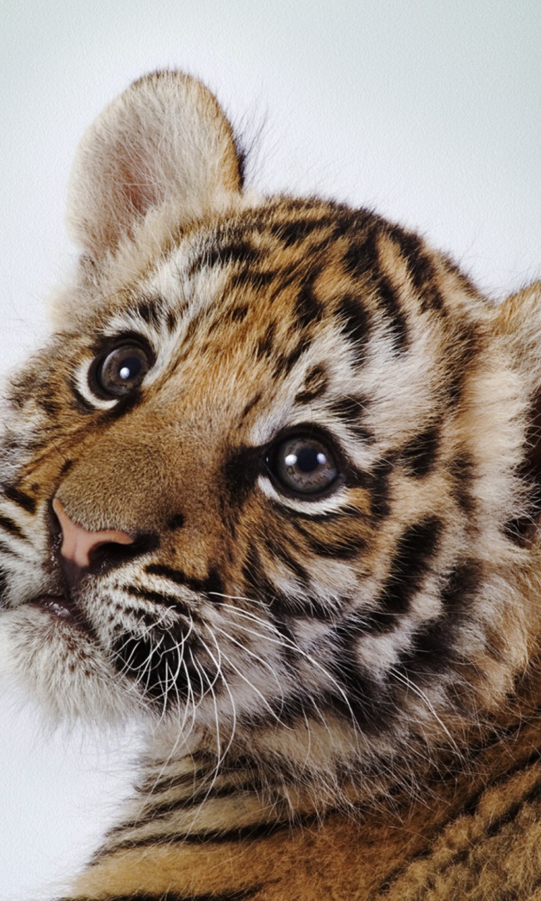 Das Cute Tiger Wallpaper 768x1280