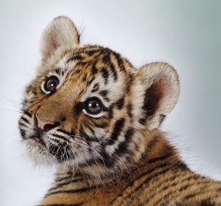 Cute Tiger sfondi gratuiti per iPad Air