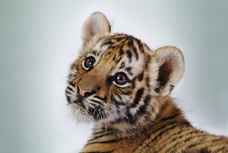 Cute Tiger wallpaper
