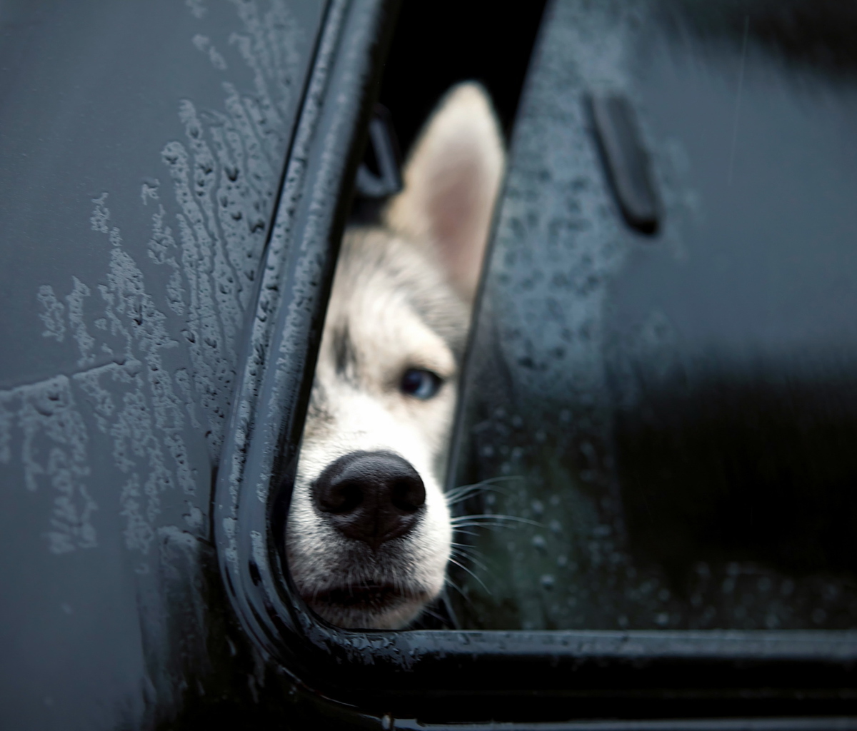 Dog In Car screenshot #1 1200x1024