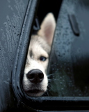 Dog In Car wallpaper 128x160