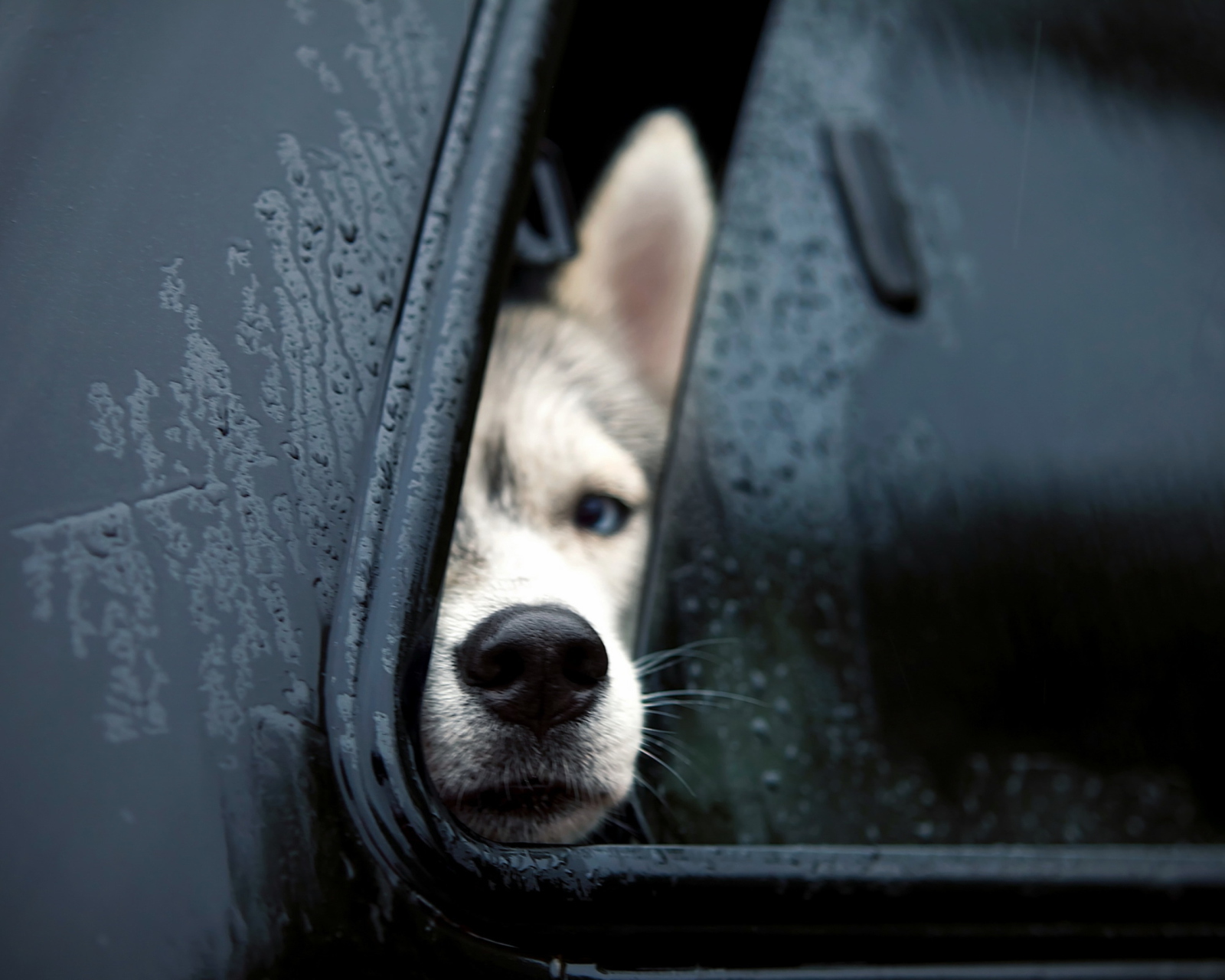 Dog In Car wallpaper 1600x1280