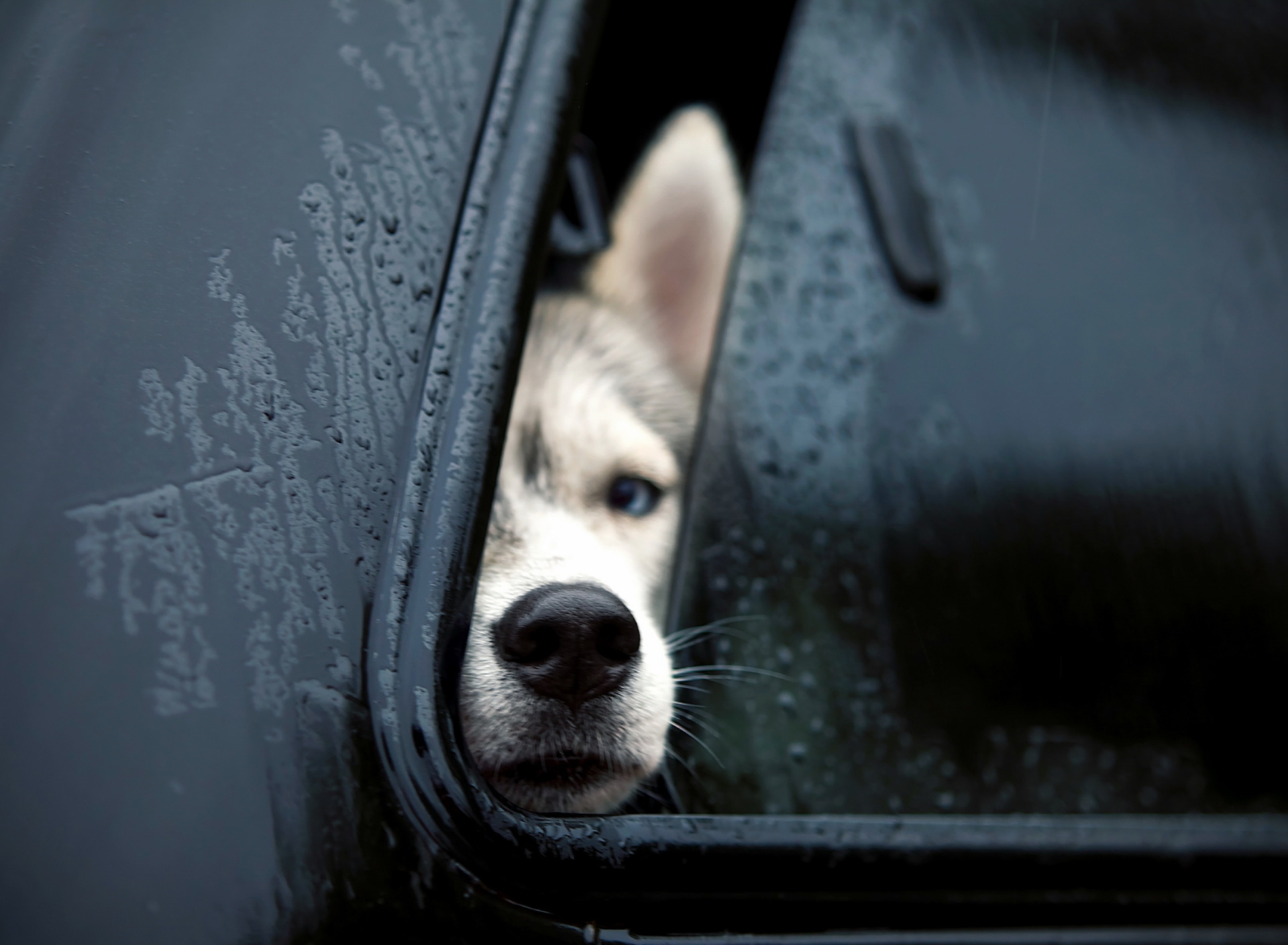 Dog In Car screenshot #1 1920x1408