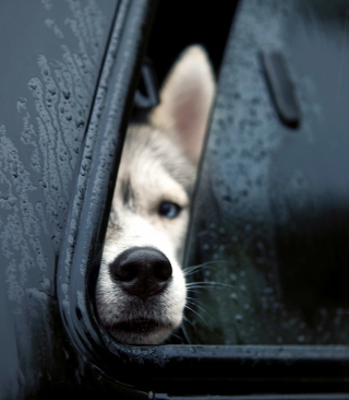 Dog In Car - Obrázkek zdarma pro 480x800