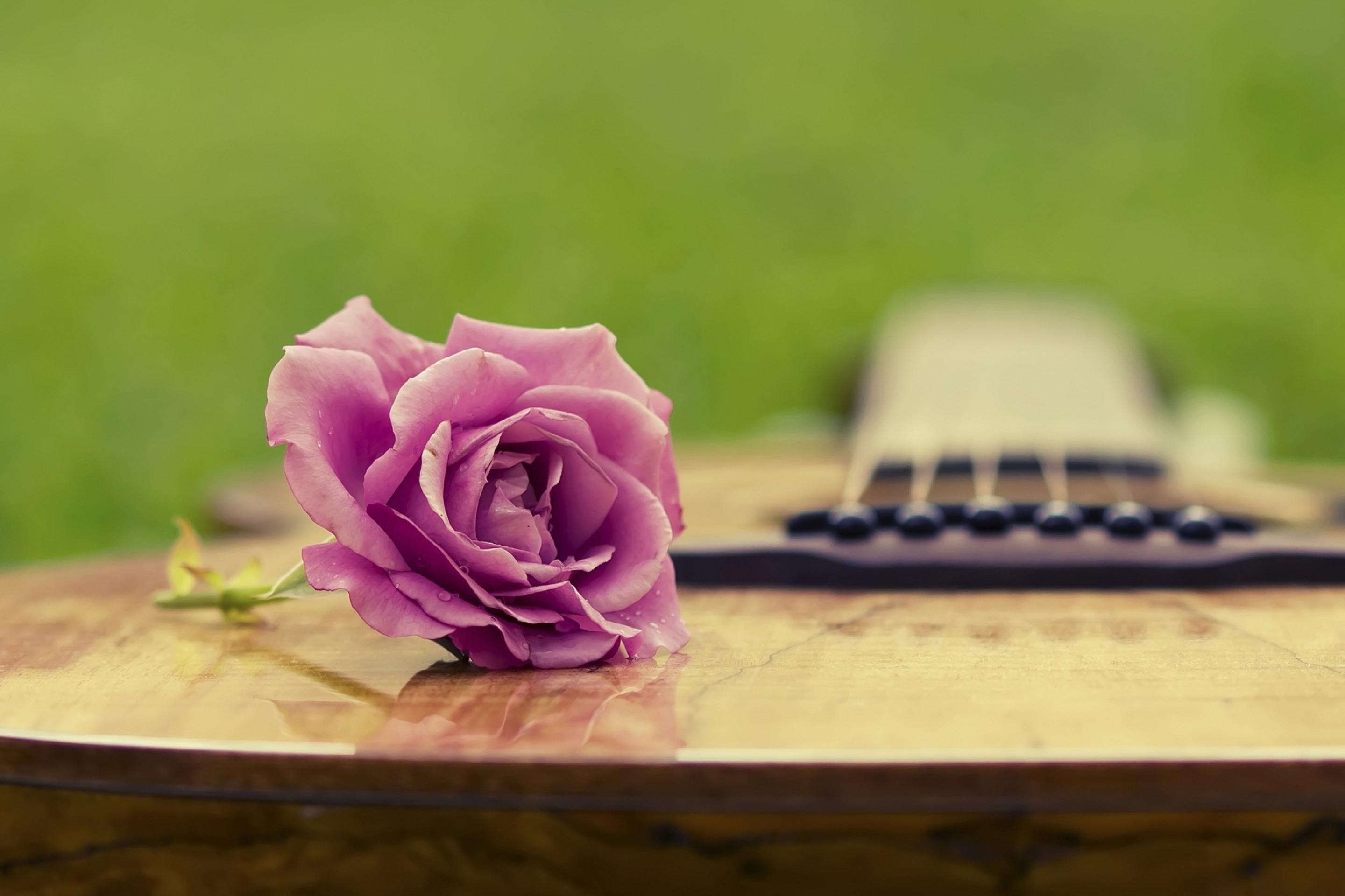 Обои Beautiful Rose 2880x1920