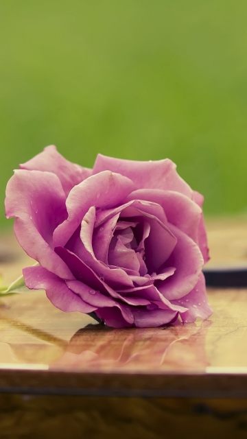 Das Beautiful Rose Wallpaper 360x640