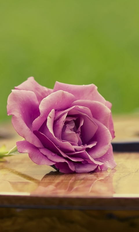 Beautiful Rose wallpaper 480x800