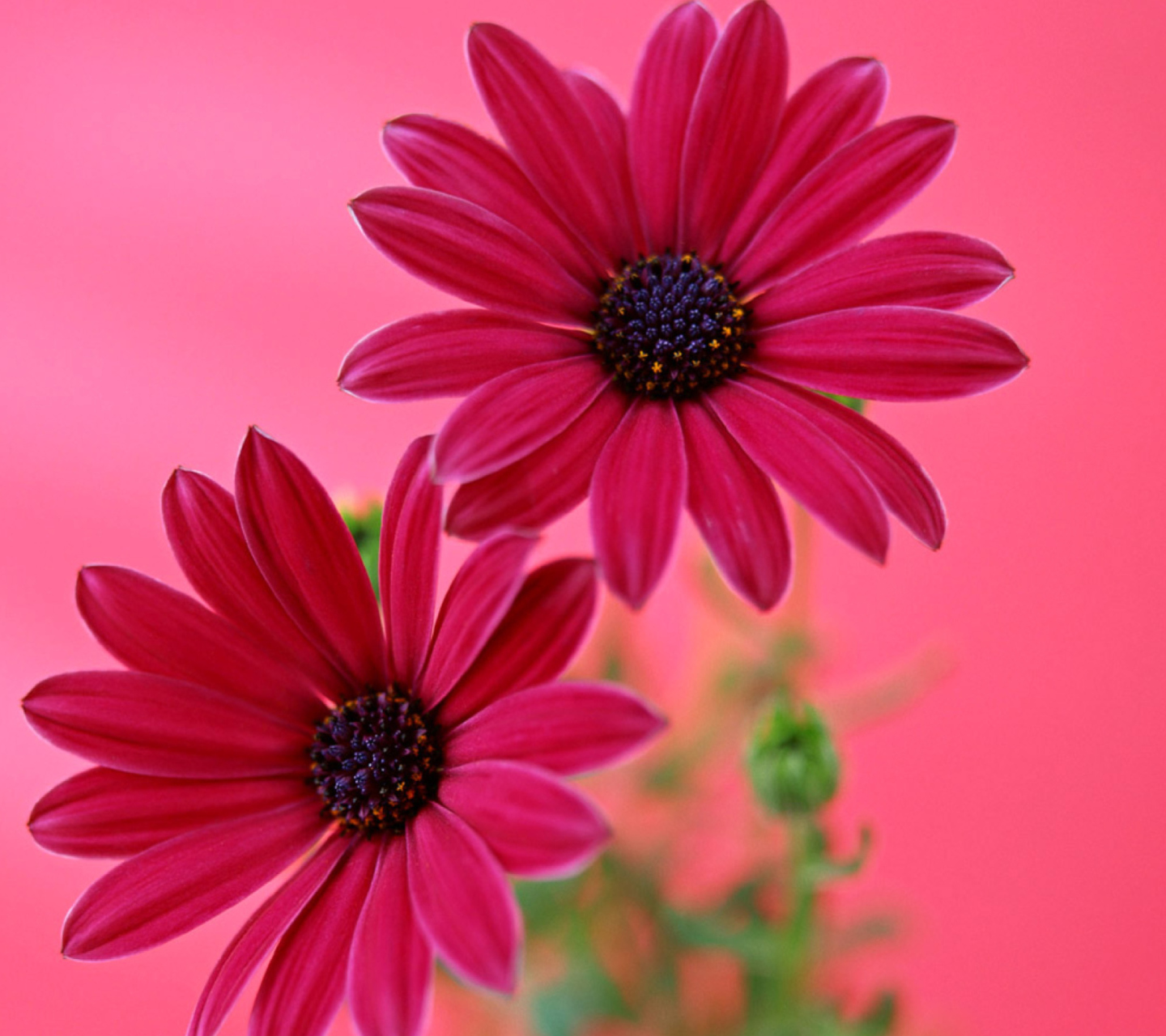 Beauty Gerbera wallpaper 1440x1280