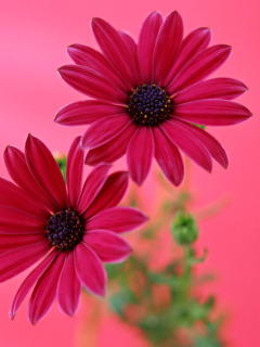 Beauty Gerbera screenshot #1 240x320