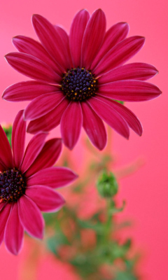 Beauty Gerbera wallpaper 240x400