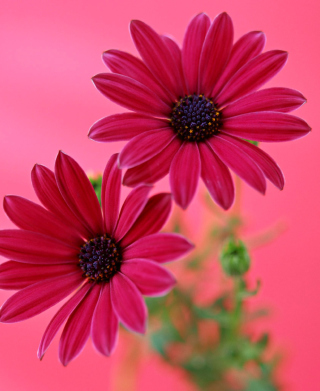 Beauty Gerbera - Obrázkek zdarma pro 1080x1920