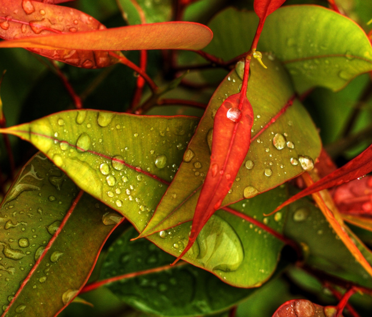 Screenshot №1 pro téma Red And Green Leaves 1200x1024