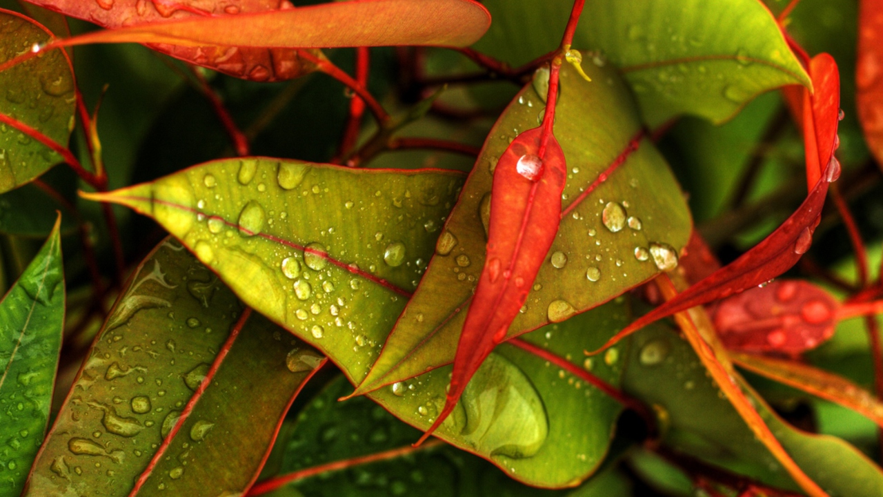 Red And Green Leaves screenshot #1 1280x720
