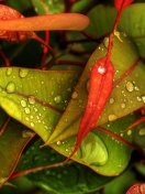 Screenshot №1 pro téma Red And Green Leaves 132x176