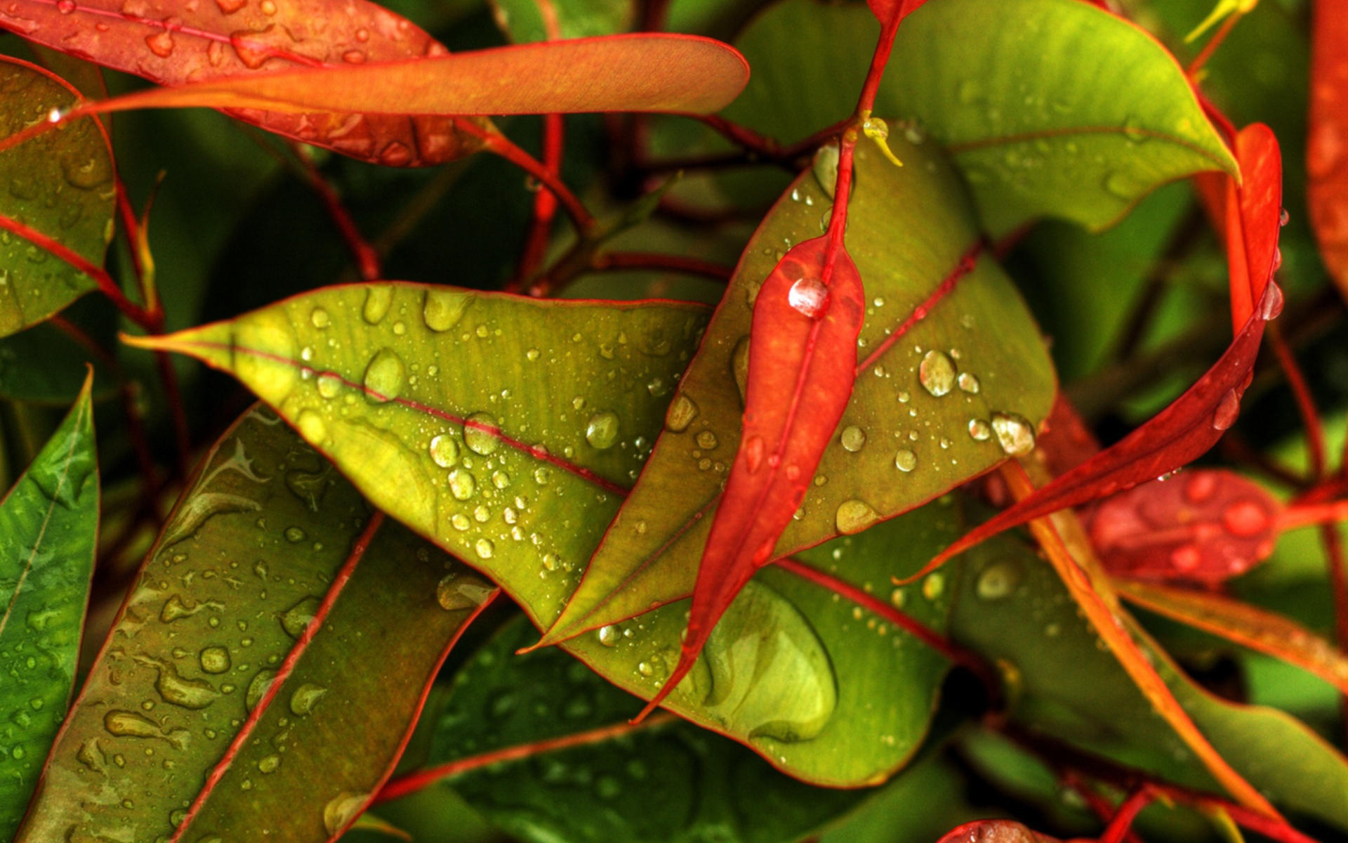 Red And Green Leaves wallpaper 1920x1200