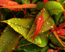 Das Red And Green Leaves Wallpaper 220x176