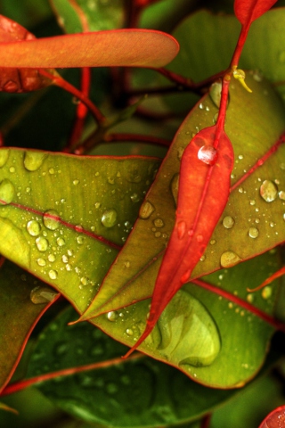 Fondo de pantalla Red And Green Leaves 320x480